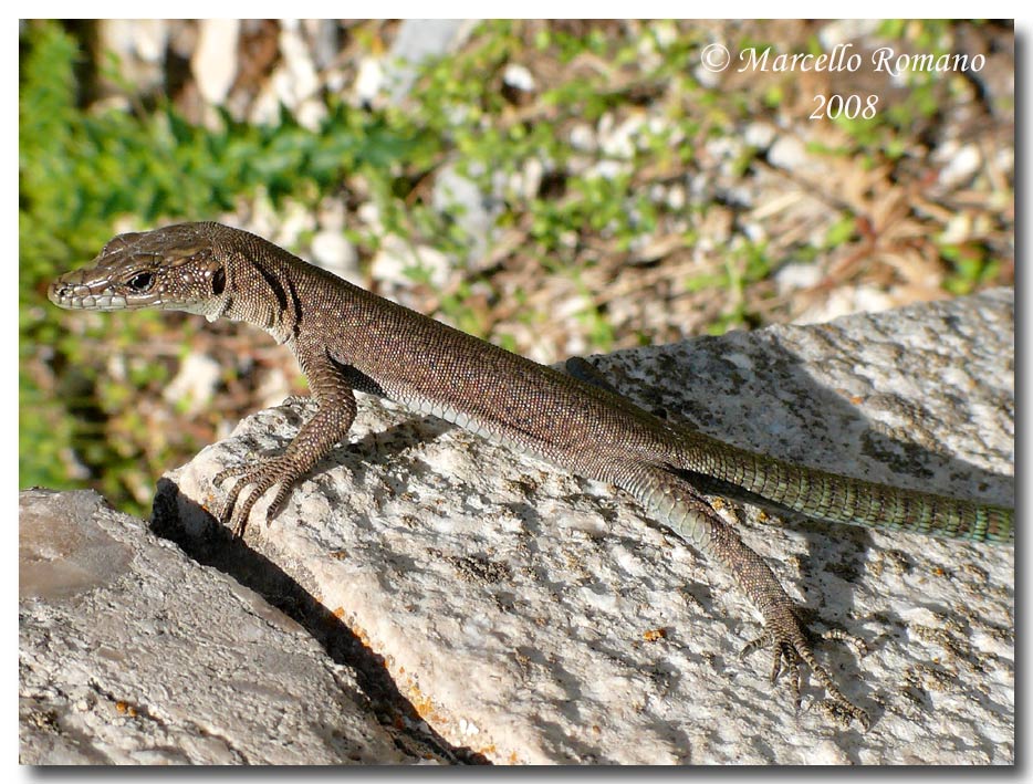 Un lacertide del Montenegro  - Dalmatolacerta oxycephala